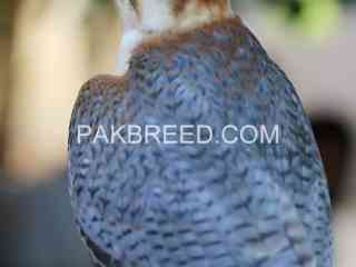 red-hadade-merlin-falcon-for-sale