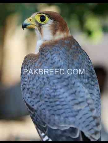 red-hadade-merlin-falcon-for-sale-big-0