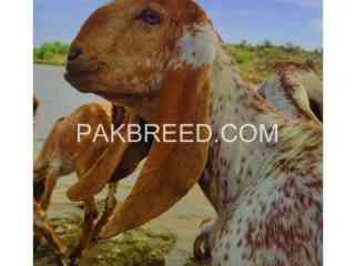 makhi-cheeni-nassal-for-sale-in-chakwal