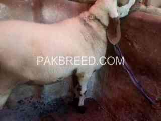 qurbani-vip-dumba-for-sale