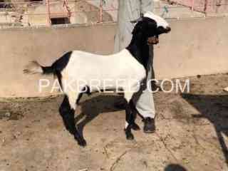 abluck-available-for-qurbani-in-karachi