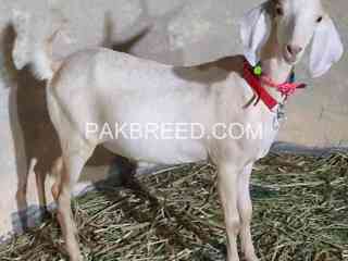 khassi-bakra-best-for-qurbani-available-in-karachi