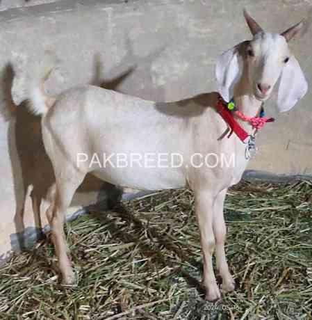 khassi-bakra-best-for-qurbani-available-in-karachi-big-0