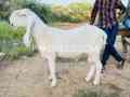 pure-larkana-dumba-for-qurbani-2024-small-1