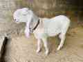 pure-larkana-dumba-for-qurbani-2024-small-0