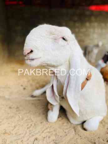 pure-larkana-dumba-for-qurbani-2024-big-2