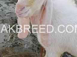 breeder-bakra-for-sale-in-karachi-qurbani-2024