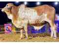 2024-qurbani-k-leay-bary-janwer-available-for-sale-small-1