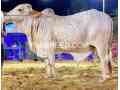 2024-qurbani-k-leay-bary-janwer-available-for-sale-small-2