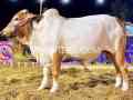 2024-qurbani-k-leay-bary-janwer-available-for-sale-small-3