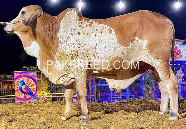 2024-qurbani-k-leay-bary-janwer-available-for-sale-big-1