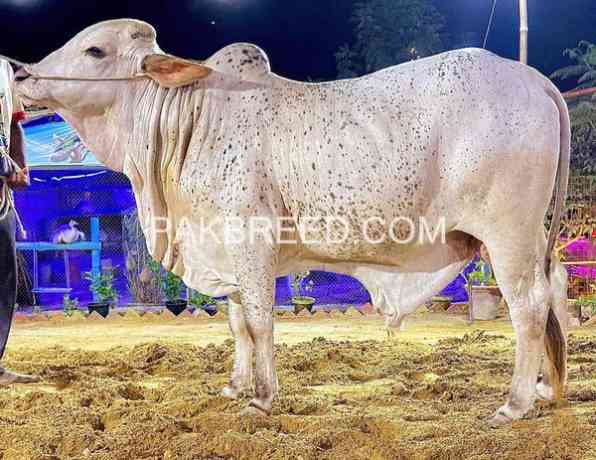 2024-qurbani-k-leay-bary-janwer-available-for-sale-big-2