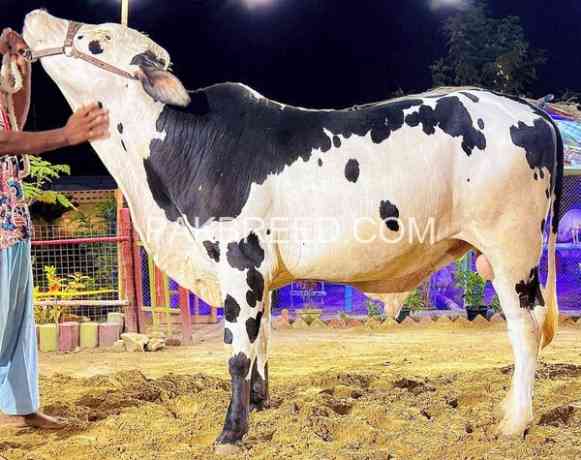 2024-qurbani-k-leay-bary-janwer-available-for-sale-big-0