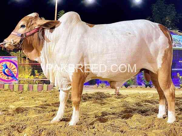 2024-qurbani-k-leay-bary-janwer-available-for-sale-big-3