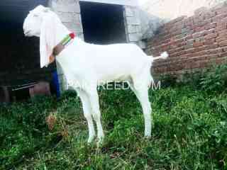 top-quality-female-1-year-for-sale