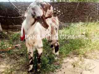 beetal-breeder-goat-for-sale-in-jhelum