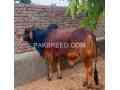 qurbani-2024-janwer-available-in-faisalabad-small-0