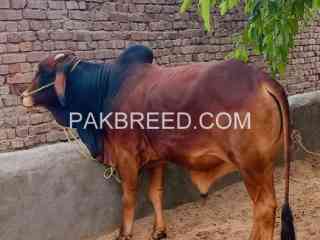 qurbani-2024-janwer-available-in-faisalabad