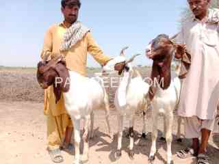 vip-quality-bakry-for-qurbani-2k24