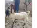 2-bakry-available-for-sale-in-rahim-yar-khan-small-2