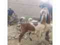 2-bakry-available-for-sale-in-rahim-yar-khan-small-3