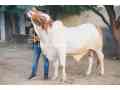 qurbani-2024-janwer-for-sale-small-0