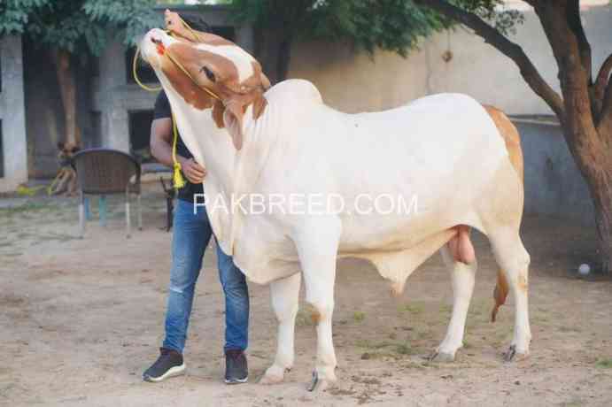 qurbani-2024-janwer-for-sale-big-0