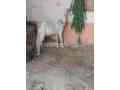 goat-for-sale-in-karachi-small-0