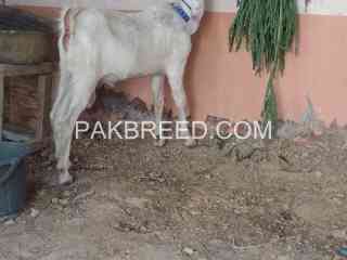 goat-for-sale-in-karachi