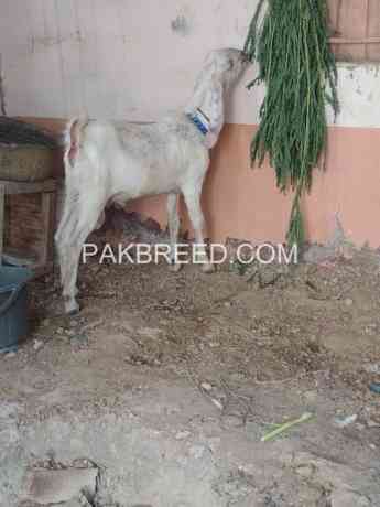 goat-for-sale-in-karachi-big-0