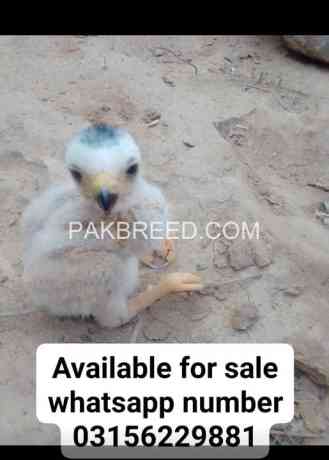 falcon-chick-for-sale-big-0