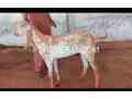 bakra-for-sale-qurbani-2024-small-0