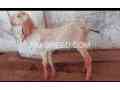 bakra-for-sale-qurbani-2024-small-1