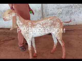 bakra-for-sale-qurbani-2024