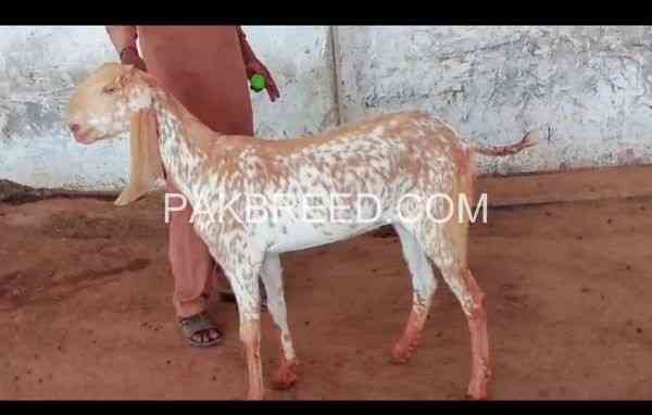 bakra-for-sale-qurbani-2024-big-0