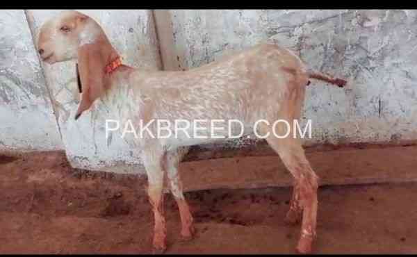 bakra-for-sale-qurbani-2024-big-1