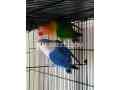 beautiful-birds-for-sale-in-rawalpindi-small-2