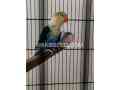 beautiful-birds-for-sale-in-rawalpindi-small-3