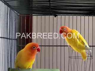 beautiful-birds-for-sale-in-rawalpindi