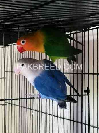 beautiful-birds-for-sale-in-rawalpindi-big-2