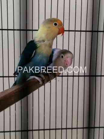 beautiful-birds-for-sale-in-rawalpindi-big-3