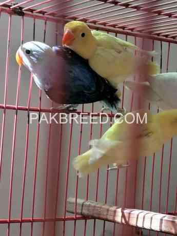 beautiful-birds-for-sale-in-rawalpindi-big-1