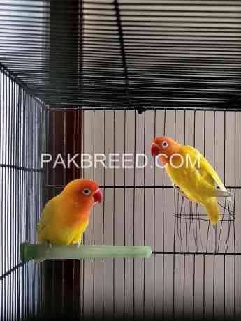 beautiful-birds-for-sale-in-rawalpindi-big-0