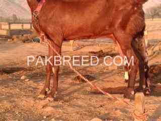 goat-for-sale-in-jhelum