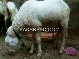 vvip-dumbay-or-bakray-qurbani-2024-k-lie-tayyar