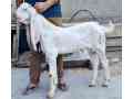 high-quality-gulabi-bakra-for-sale-in-karachi-small-0