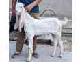 high-quality-gulabi-bakra-for-sale-in-karachi-small-1