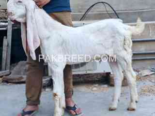 high-quality-gulabi-bakra-for-sale-in-karachi