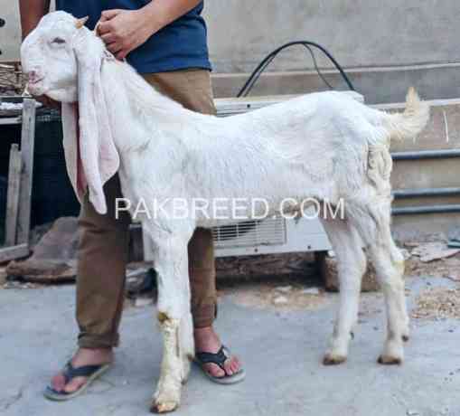 high-quality-gulabi-bakra-for-sale-in-karachi-big-0