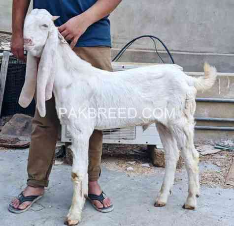 high-quality-gulabi-bakra-for-sale-in-karachi-big-1